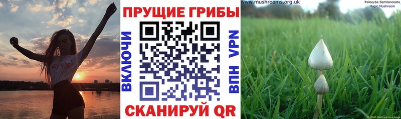 Галлюциногенные грибы MAGIC MUSHROOMS  Канаш 